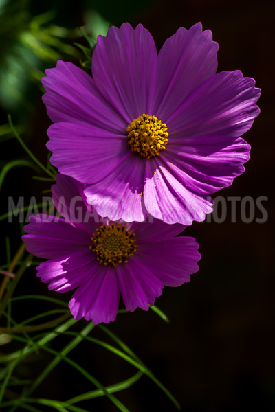 Cosmos, tropical flower of Madagascar