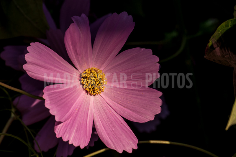 Cosmos, tropical flower of Madagascar