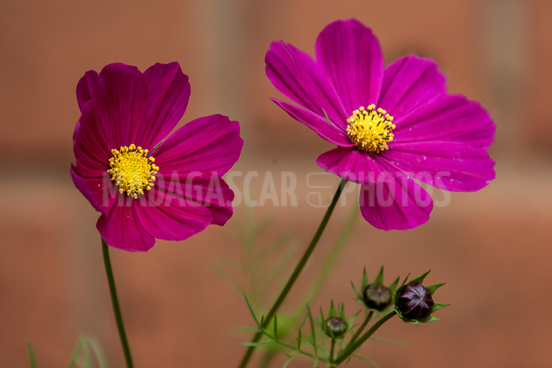 Cosmos, tropical flower of Madagascar