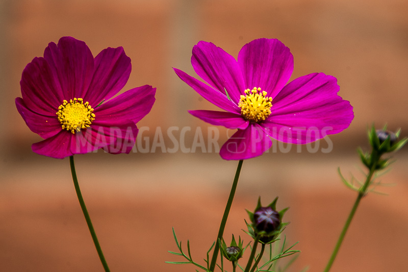 Cosmos, tropical flower of Madagascar