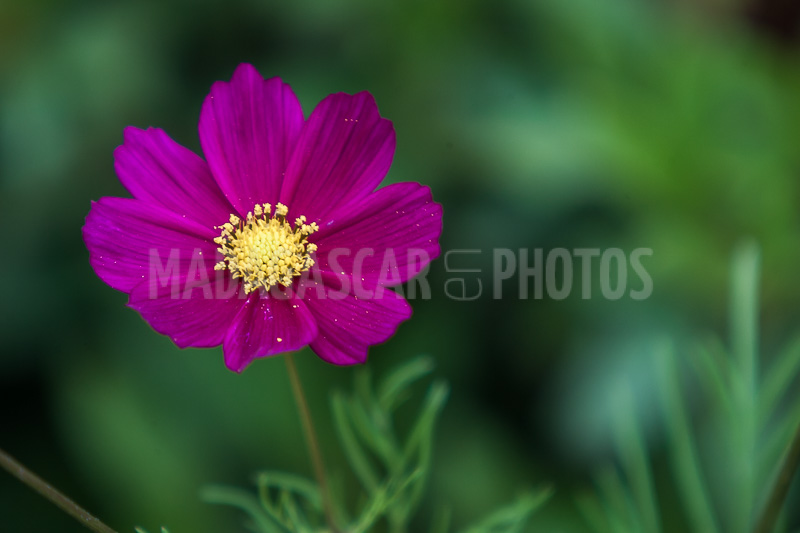 Cosmos, tropical flower of Madagascar