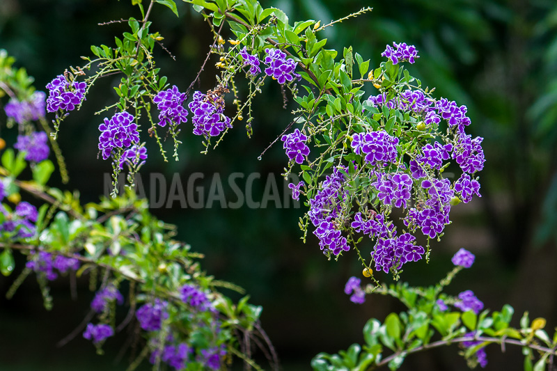 Vanilla plant of Cayenne, Duranta of Madagascar