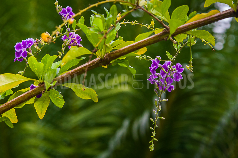 Vanilla plant of Cayenne, Duranta of Madagascar