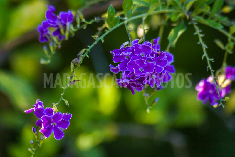 Vanilla plant of Cayenne, Duranta of Madagascar