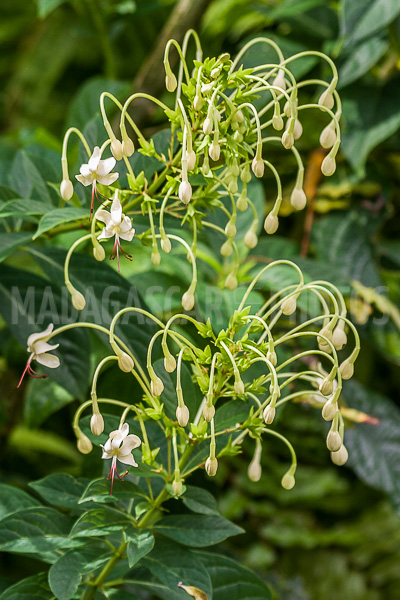 Ehretia ou Cabrillet of Madagascar
