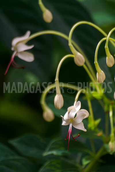 Ehretia ou Cabrillet of Madagascar