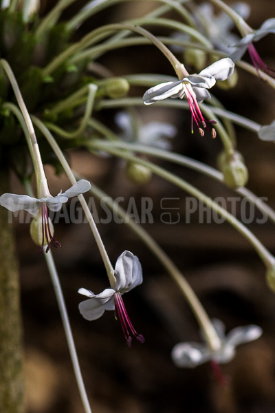 Ehretia ou Cabrillet of Madagascar