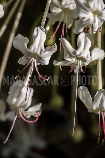 Ehretia ou Cabrillet of Madagascar