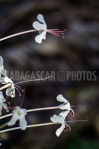 Ehretia ou Cabrillet of Madagascar