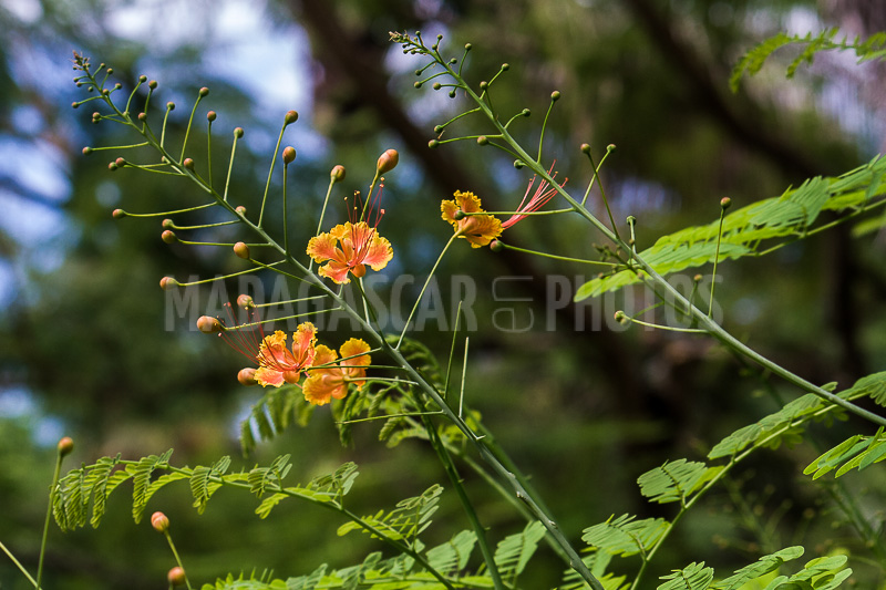 Dwarf flamboyant of Madagascar