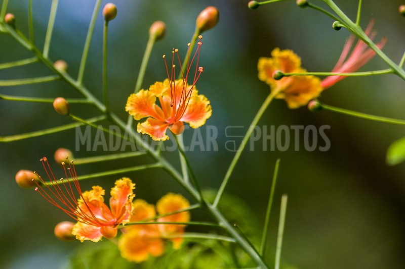 Dwarf flamboyant of Madagascar