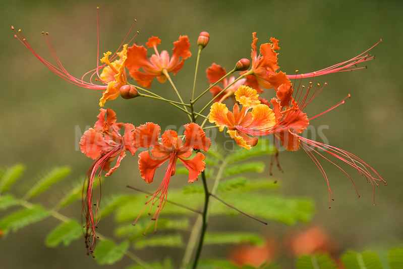 Dwarf flamboyant of Madagascar