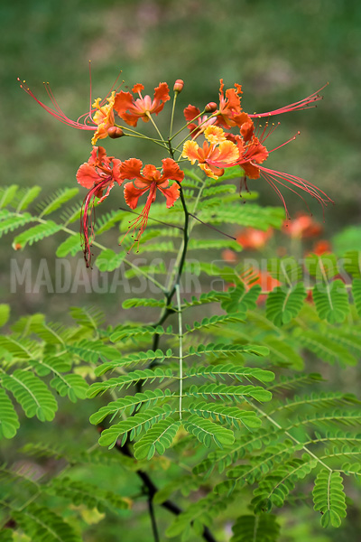Dwarf flamboyant of Madagascar