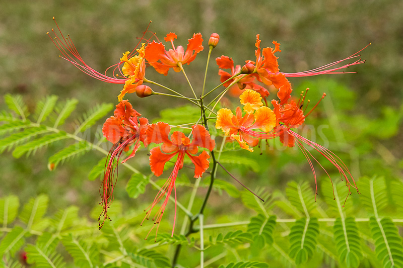 Dwarf flamboyant of Madagascar