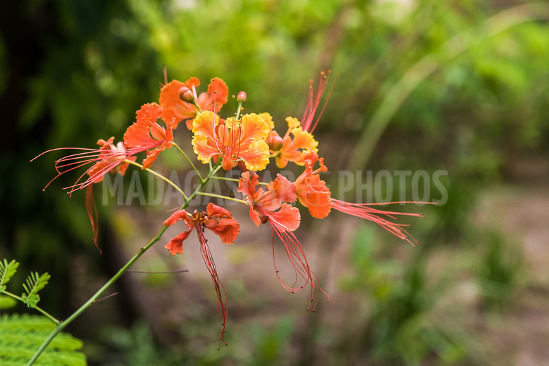 Dwarf flamboyant of Madagascar