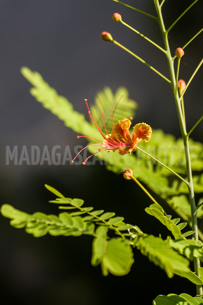 Dwarf flamboyant of Madagascar