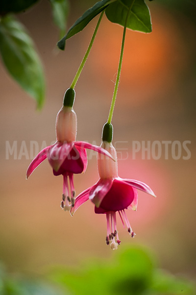 Fuchsia of Madagascar