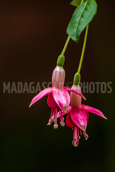 Fuchsia of Madagascar