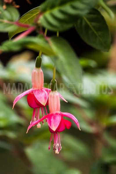 Fuchsia of Madagascar