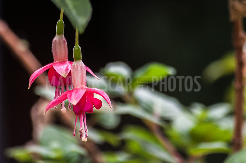 Fuchsia of Madagascar
