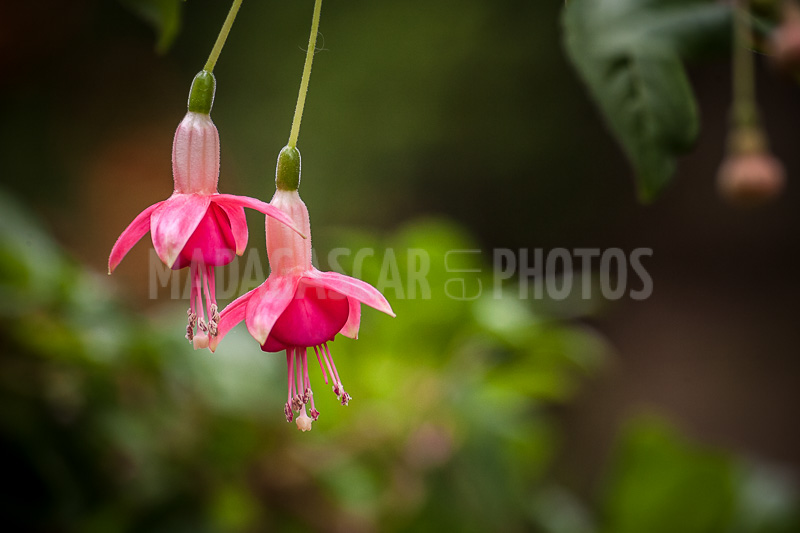 Fuchsia of Madagascar
