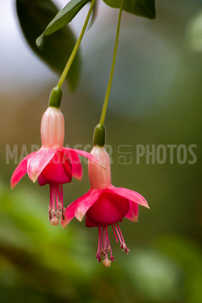 Fuchsia of Madagascar