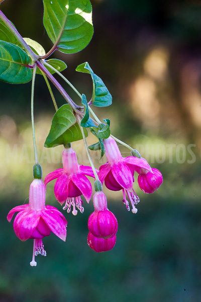 Fuchsia of Madagascar