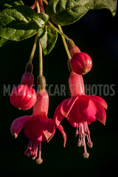 Fuchsia of Madagascar