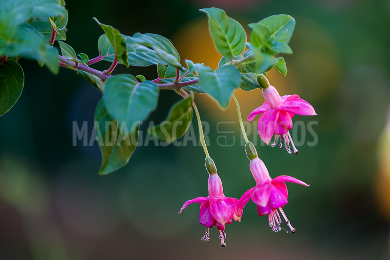 Fuchsia of Madagascar