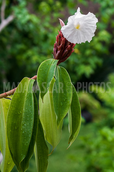 Ginger crepe (Cheilocostus speciosus), of Madagascar