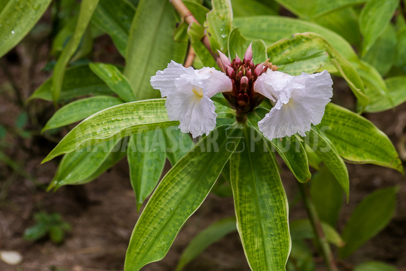 Ginger crepe (Cheilocostus speciosus), of Madagascar