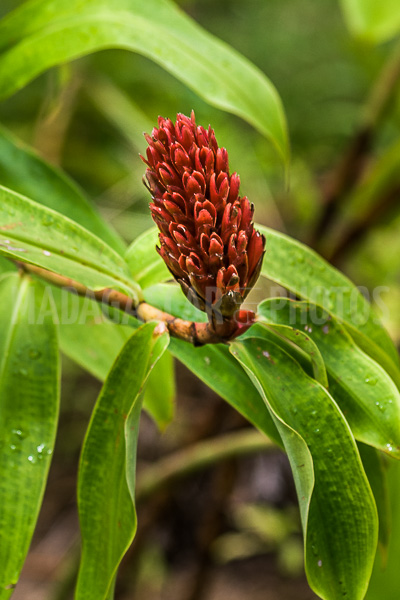 Ginger crepe (Cheilocostus speciosus), of Madagascar