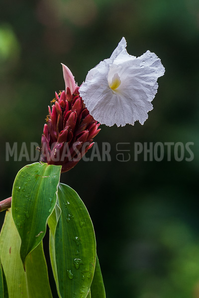 Ginger crepe (Cheilocostus speciosus), of Madagascar