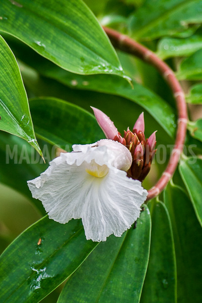 Ginger crepe (Cheilocostus speciosus), of Madagascar