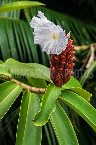 Ginger crepe (Cheilocostus speciosus), of Madagascar