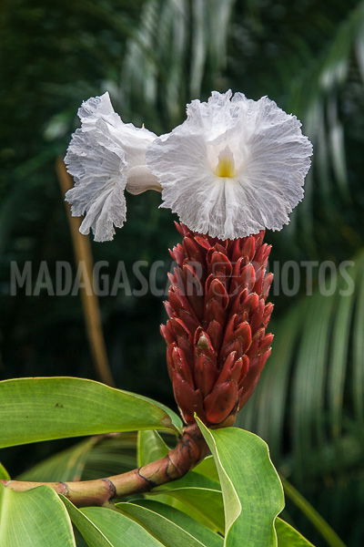 Ginger crepe (Cheilocostus speciosus), of Madagascar