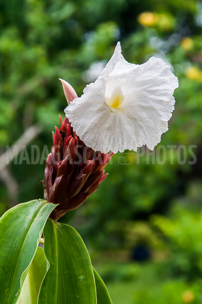 Ginger crepe (Cheilocostus speciosus), of Madagascar