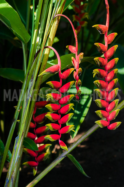 Heliconia rostrata of Madagascar