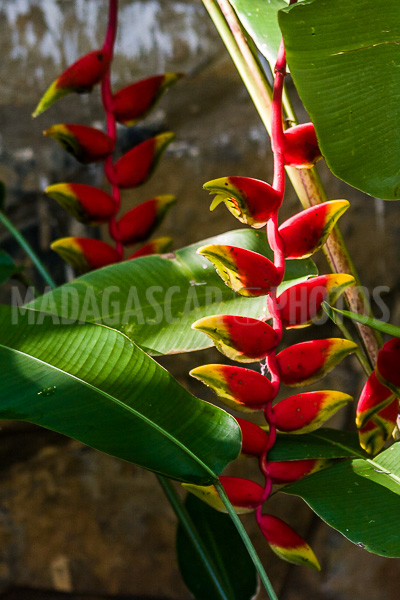 Heliconia rostrata of Madagascar