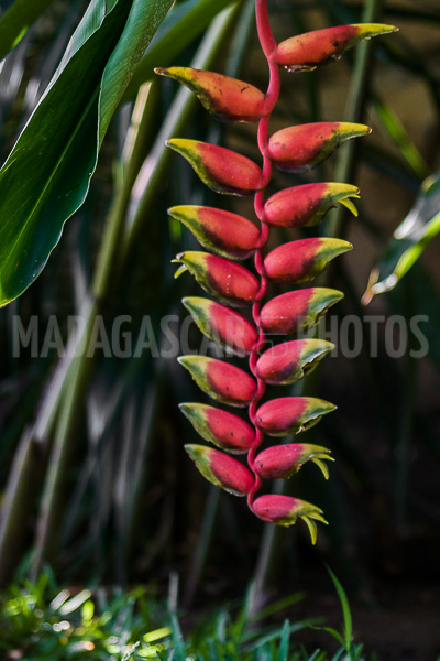 Heliconia rostrata of Madagascar