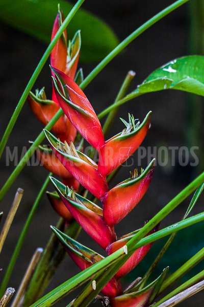 Heliconia wagneriana of Madagascar