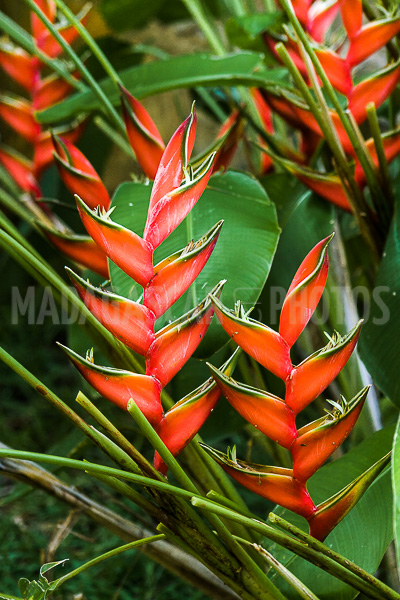 Heliconia wagneriana of Madagascar