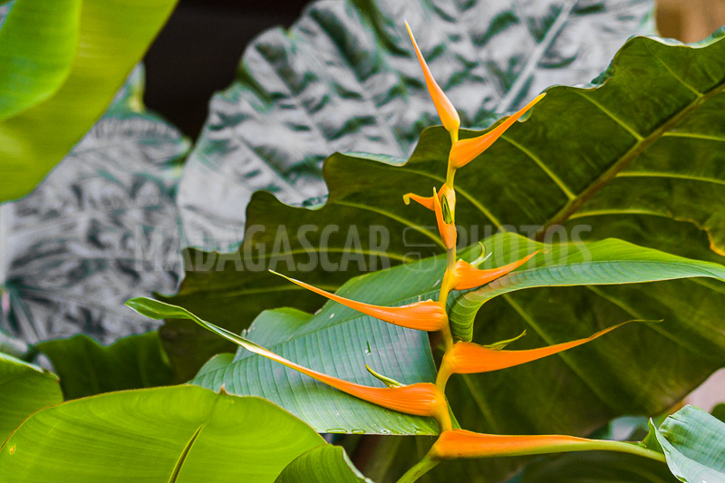 Heliconia aurantiaca of Madagascar