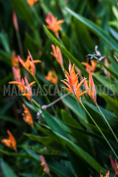 Heliconia psittacorum of Madagascar