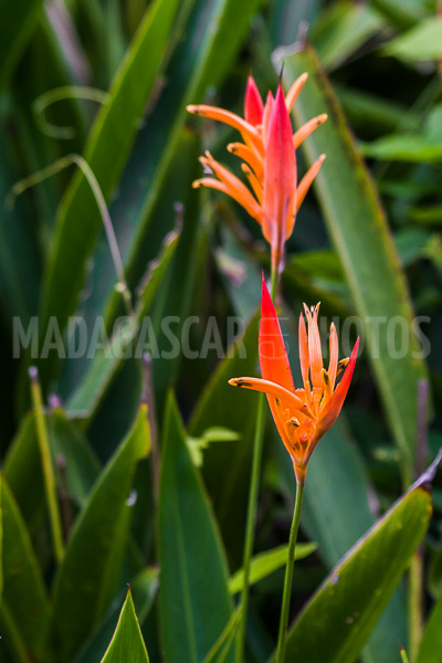 Heliconia psittacorum of Madagascar