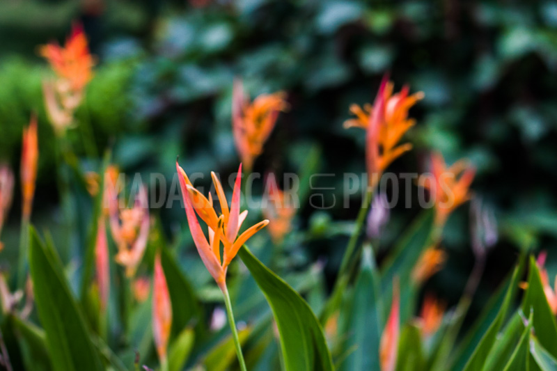 Heliconia psittacorum of Madagascar