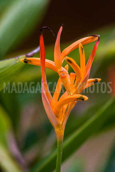 Heliconia psittacorum of Madagascar