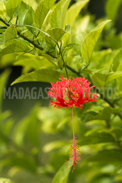 Hibiscus schizopetalus of Madagascar