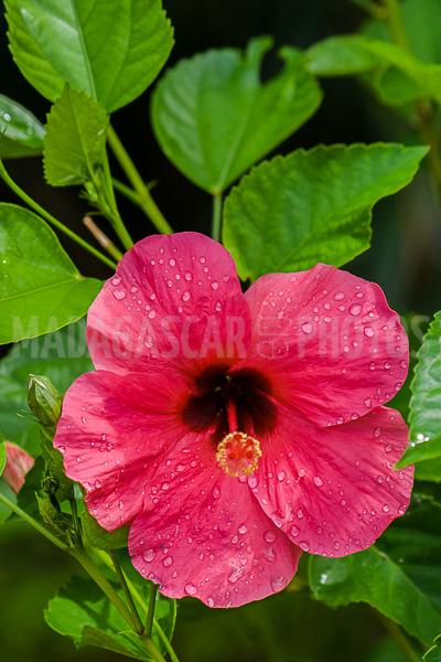 Hibiscus pink of Madagascar