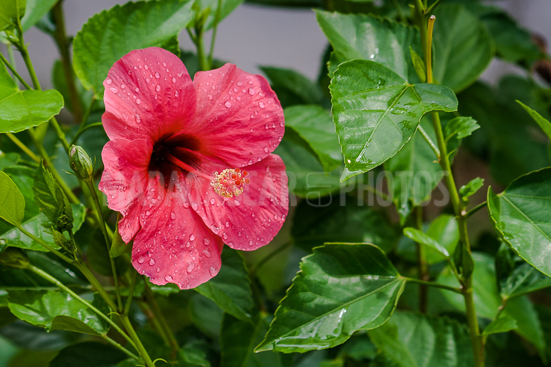 Hibiscus pink of Madagascar